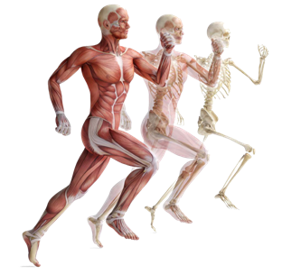 5. Sınıf Fen Bilimleri Destek ve Hareket Sistemi Testi – Online Çöz